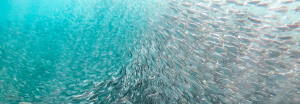School of fish © Matthew T Rader (pexels.com)